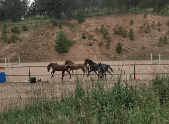 A New Exercise Routine for the Rescue’s!